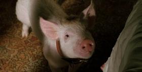 Babe: Pig In The City (1998) Blu-ray Movie Review 1