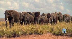 BBC's Africa (2012) Blu-ray Review 1