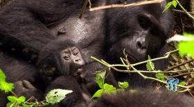 BBC's Africa (2012) Blu-ray Review 3