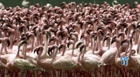 BBC's Africa (2012) Blu-ray Review 4