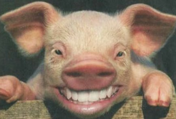 Scientists have grown human teeth in pig jaws for your next dental replacement
