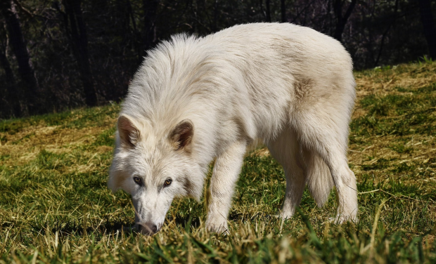 Sorry, Dire Wolf fans - It's still extinct despite what you have heard