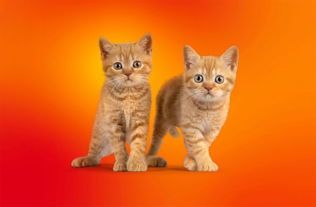 Malware detected on Google Play Store and Apple's App Store steals saved photos