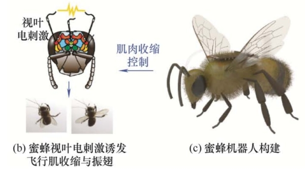 Scientists create mind-controlled bees straight out of The Last of Us 65165