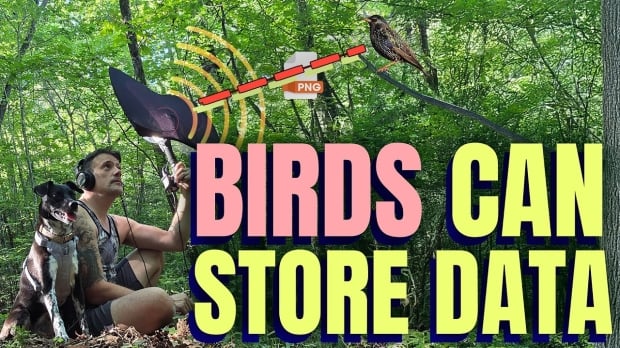 YouTuber saves PNG file to a live bird in what may be a world first