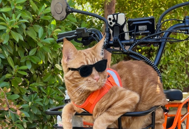 Kingbull Black Friday 2025: Big Deals on Urban & All-Terrain E-Bikes 5