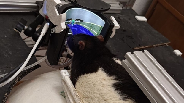 Open enlarged image DOOM playing rats have evolved and can now shoot