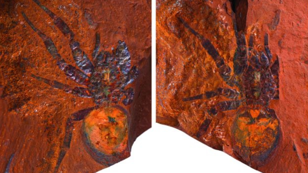 Scientists discover fossil of 'giant' trapdoor spider that's