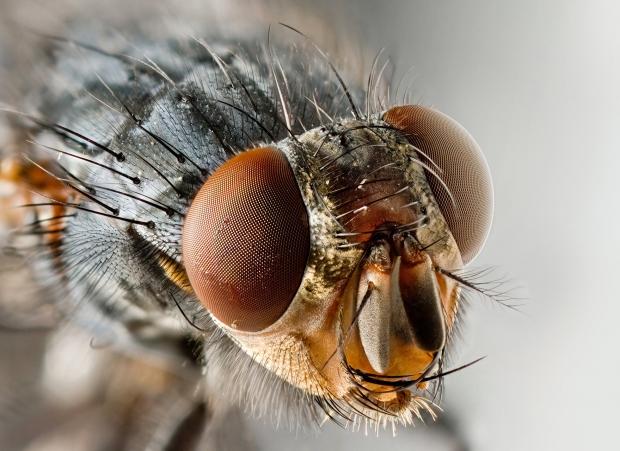 Scientist use laser beam to control the mind of a fly | TweakTown.com