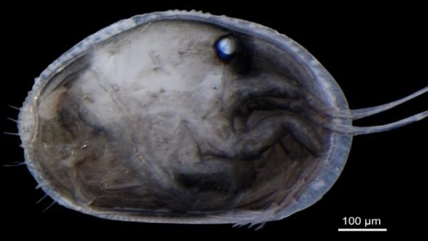 17 million year old sperm has been found in Australia | TweakTown.com