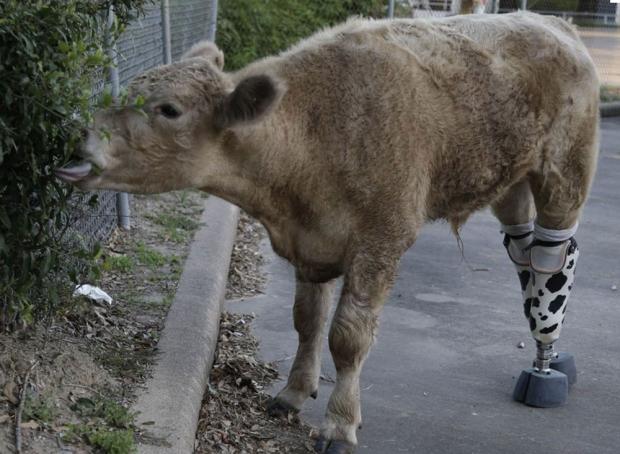Calf that lost both hind legs to frostbite gets prosthetics | TweakTown.com