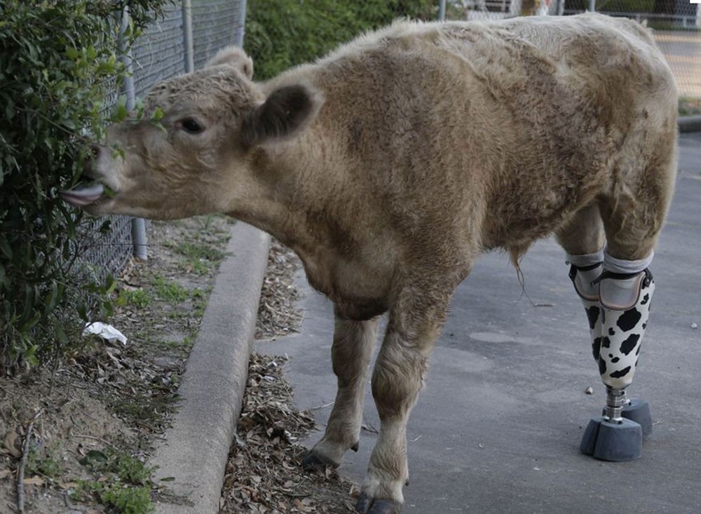 Calf That Lost Both Hind Legs To Frostbite Gets Prosthetics Tweaktown