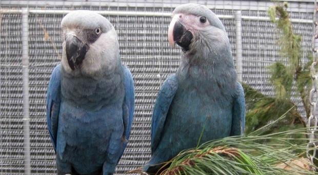 Rare parrot that inspired animated film 'Rio' dies in Brazil 01