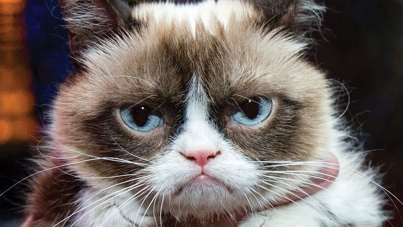 The owner of Grumpy Cat has made $100 million since 2012 | TweakTown