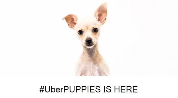 Feeling lonely? Uber Australia offering free puppy hire today only | TweakTown.com