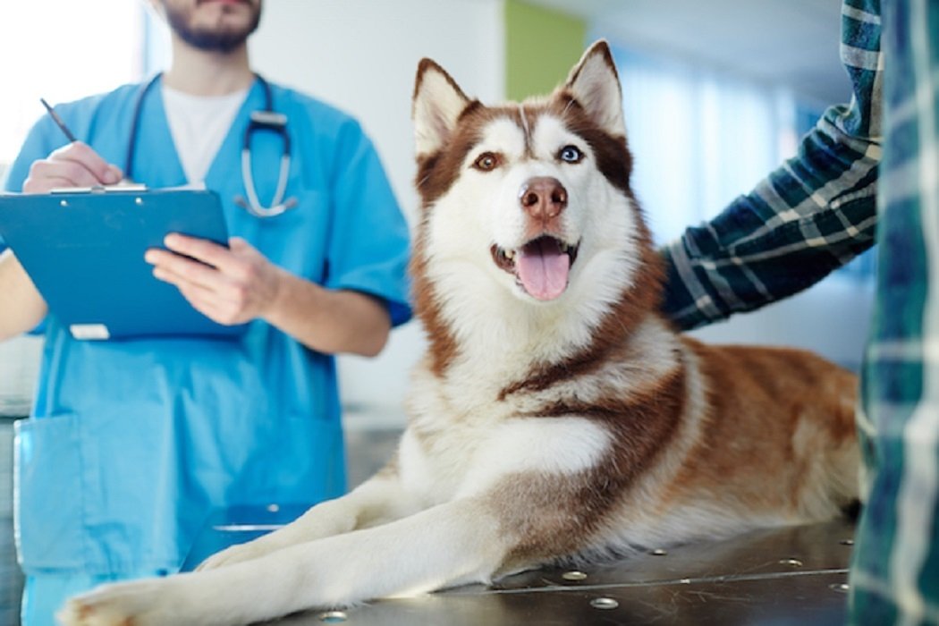 You can now lifetime store a dogs healthy stem cells for just 595
