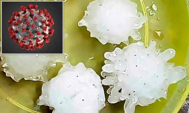 Open enlarged image Coronavirus-shaped hailstones are warnings from God in Mexico