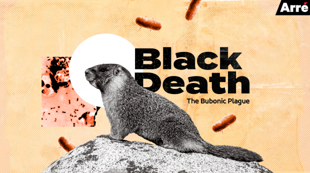 Open enlarged image Yeah so, the BUBONIC PLAGUE has reached the United States