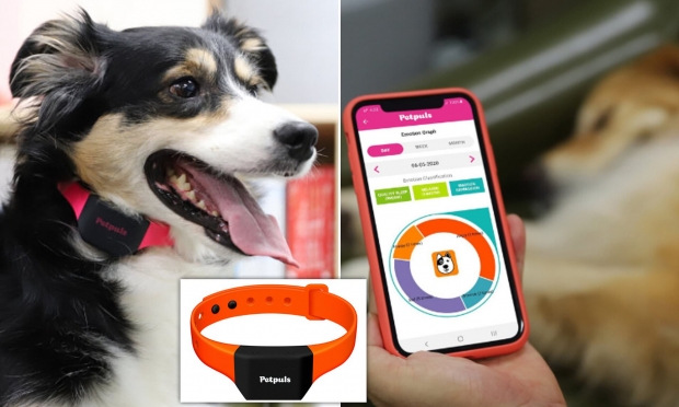 This new AI-powered dog collar gives your dog its own 'voice' 03 This new AI-powered dog collar gives your dog its own 'voice' 03