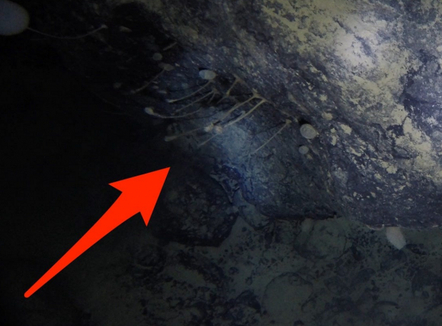 Scientists use Go Pro to go 4,000 feet below ice to find alien stalk
