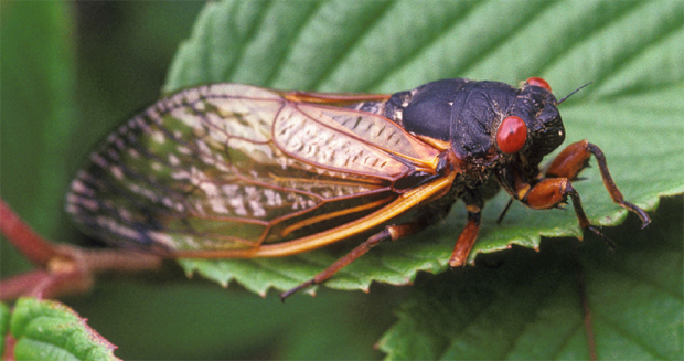 Billions of these insects will soon emerge from underground in the US