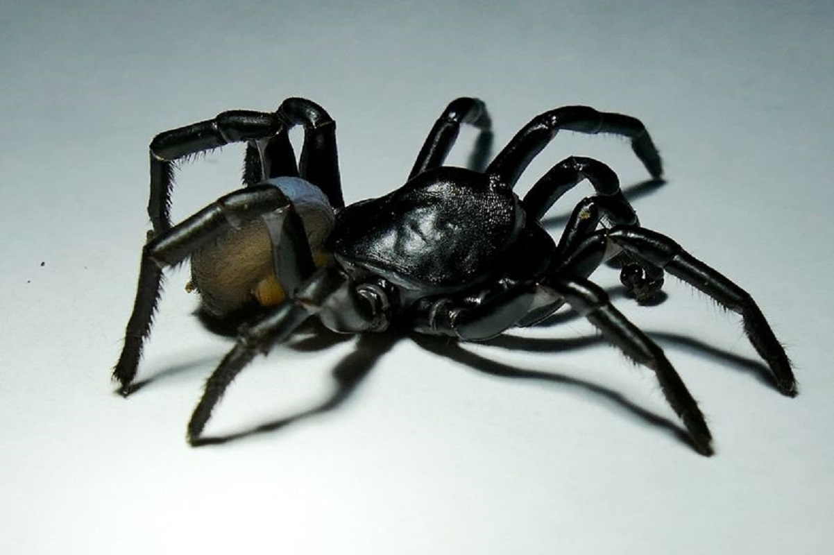 Horrifying New Species Of Venomous Spider Can Live For 20 Years