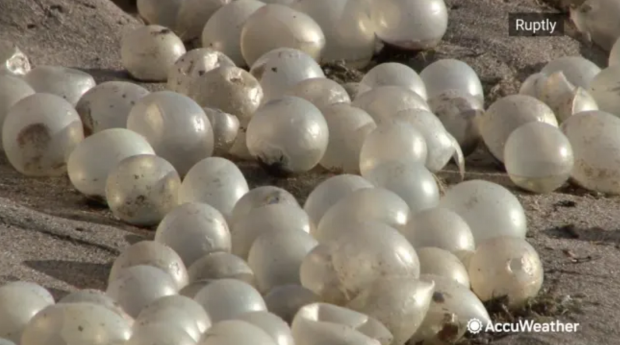 Thousands of very strange white orbs were found on a beach 01