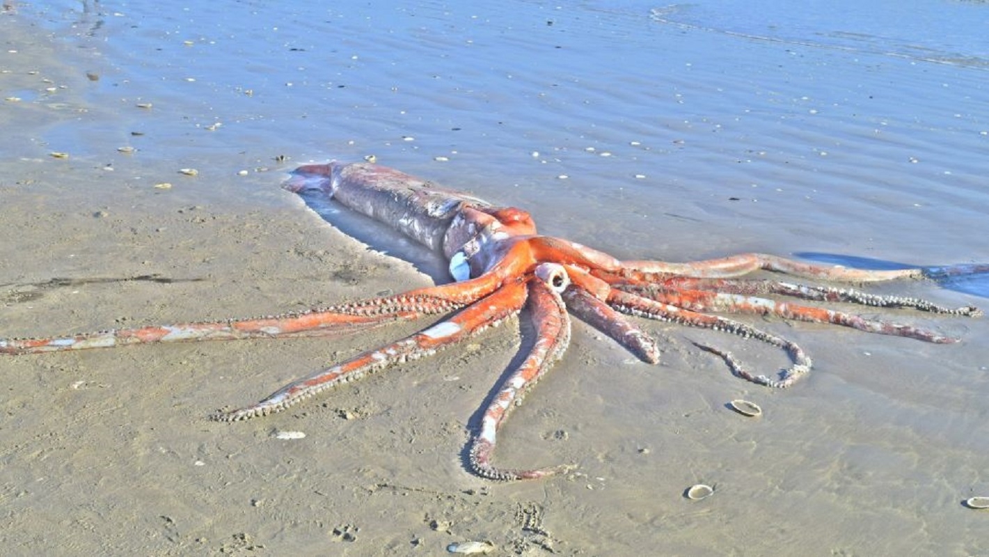 Giant Squid Caught On Camera 2023