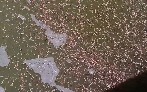 Thousands of carnivorous worms are invading a South Carolina coast 02