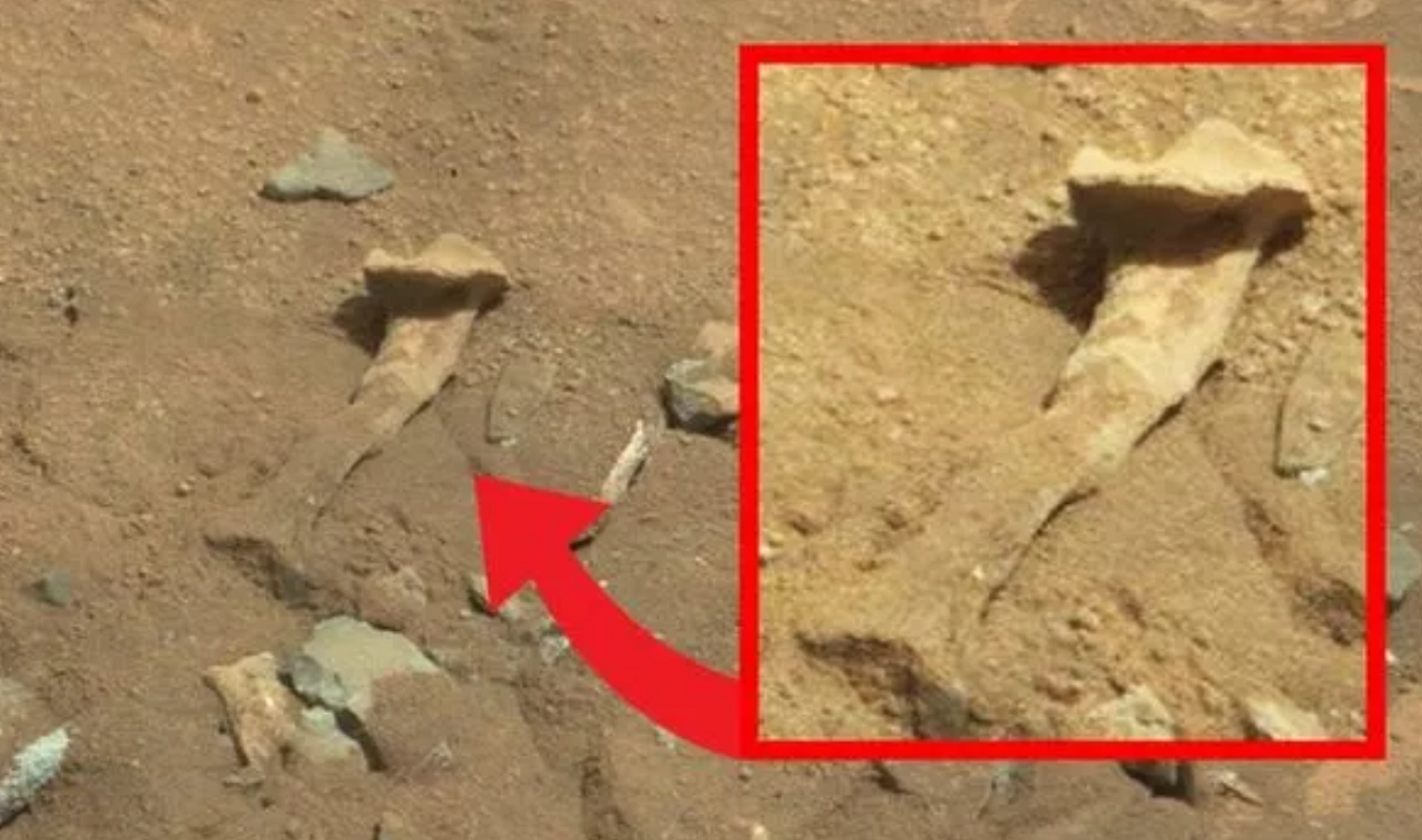 Life discovered on Mars may have been taken there by NASA