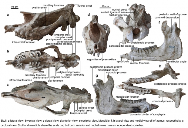 Scientists found fossils from the largest mammal to ever live on land