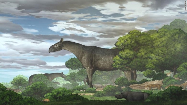 Los científicos han encontrado fósiles del mamífero más grande que jamás haya vivido en la Tierra