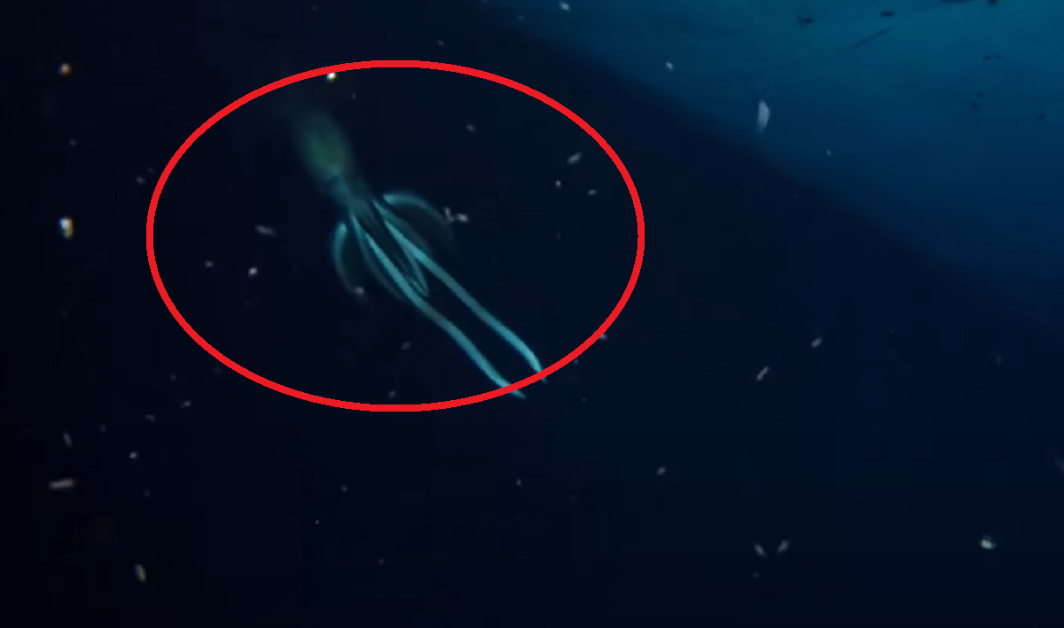 'Larger than a human' mysterious sea creature captured on video