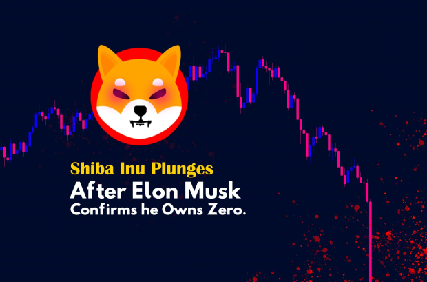 Shiba Inu crypto price plummets 27% after Elon Musk says he holds none 01 | TweakTown.com