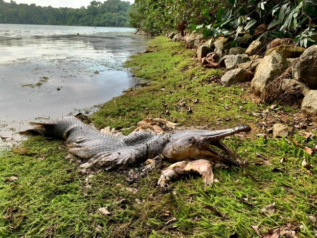 Monstrous 'prehistoric' looking sea creature found and photographed 01