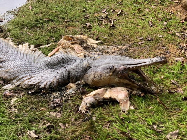 Monstrous 'prehistoric' looking sea creature found and photographed 02