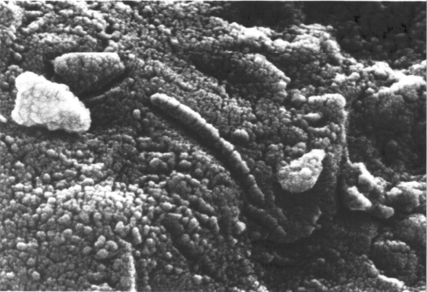 Open enlarged image False fossils may mislead the search for life on Mars