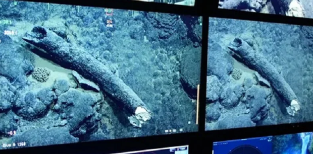 100,000 year old Mammoth Tusk found, sparks 'Jurassic Park' moment