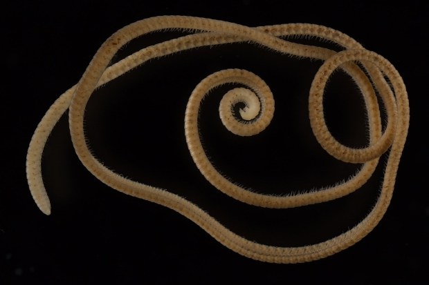 Open enlarged image The first 'true' millipede has been discovered, breaking records