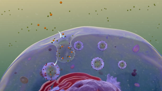 Open enlarged image Decades-long dilemma solved with a new study of cell membranes