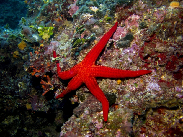 Open enlarged image A new starfish-shaped soft robot can change its color and heal itself