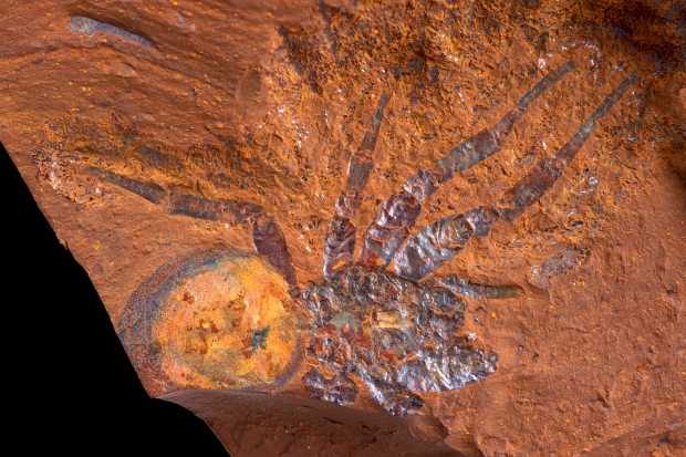 Exquisitely preserved collection of fossils uncovered in Australia