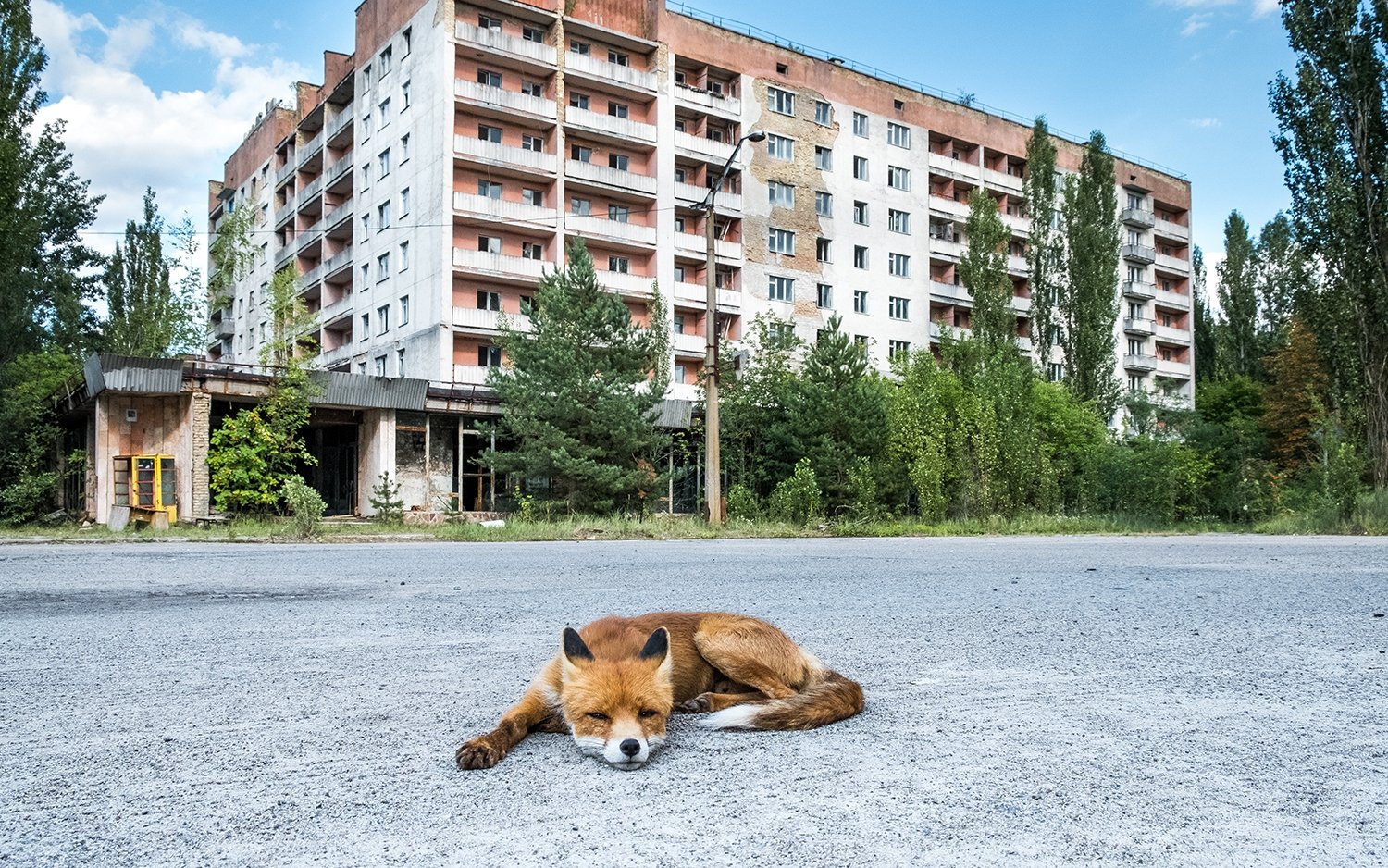 Genetic Mutations Resulting From Chernobyl Examined In New Study   84239 01 New Insights Into The Effects Of Radiation From Chernobyl Full 