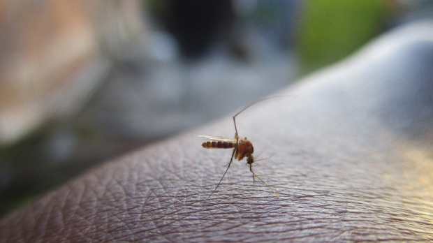 Los mosquitos genéticamente modificados cultivados en laboratorio pueden ser liberados muy pronto