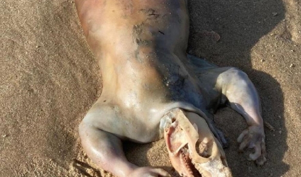 Open enlarged image Mysterious 'alien' creature washes up on shore, confusing onlookers