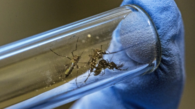 El primer experimento estadounidense con mosquitos modificados genéticamente se considera exitoso