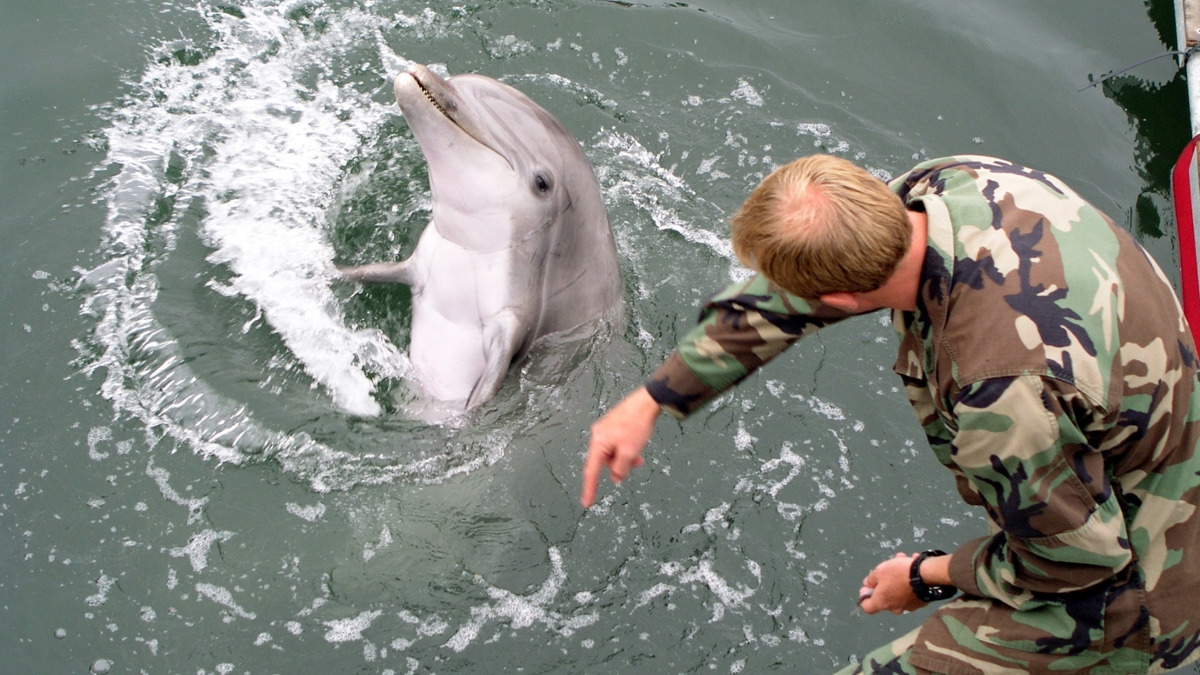 Trained Russian Navy Dolphins are Protecting Black Sea Naval Base,  Satellite Photos Show - USNI News