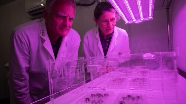 Open enlarged image Scientists have now grown plants in lunar soil for the first time