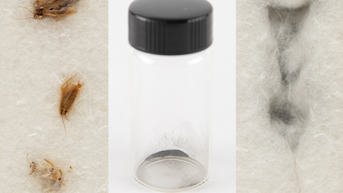 You can now bid on this Apollo 11 moon dust eaten by cockroaches - Vimarsana News
