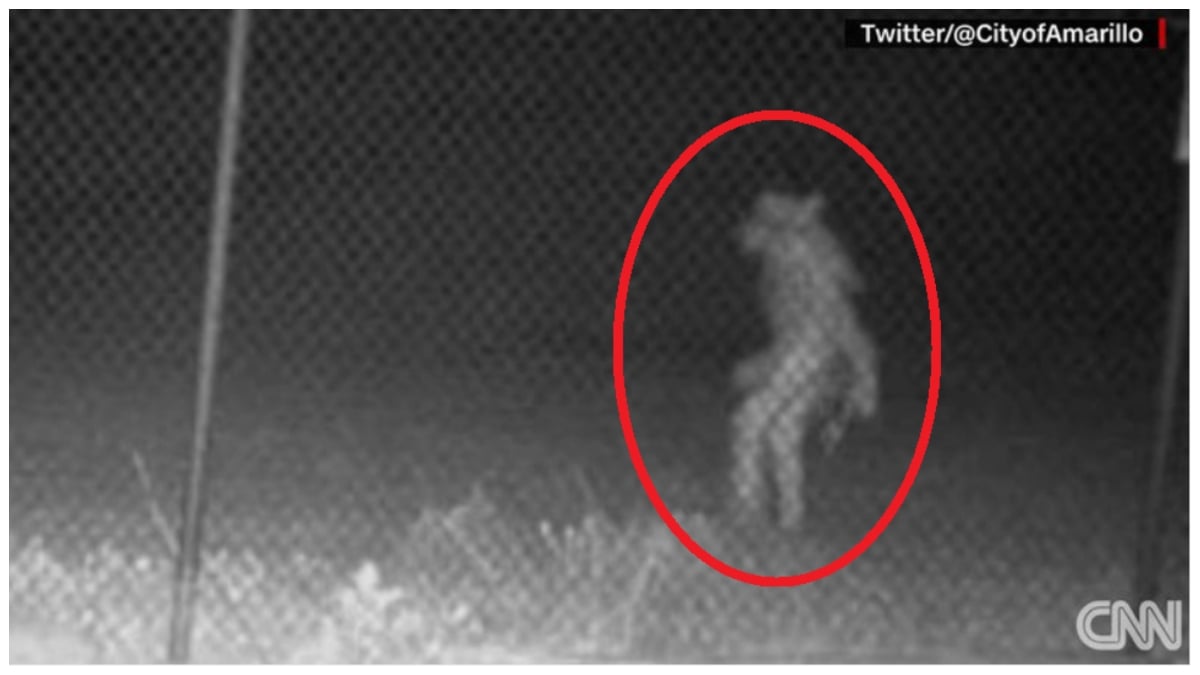 Mysterious Animal Creature Captured On Camera Goes Viral – TrendRadars